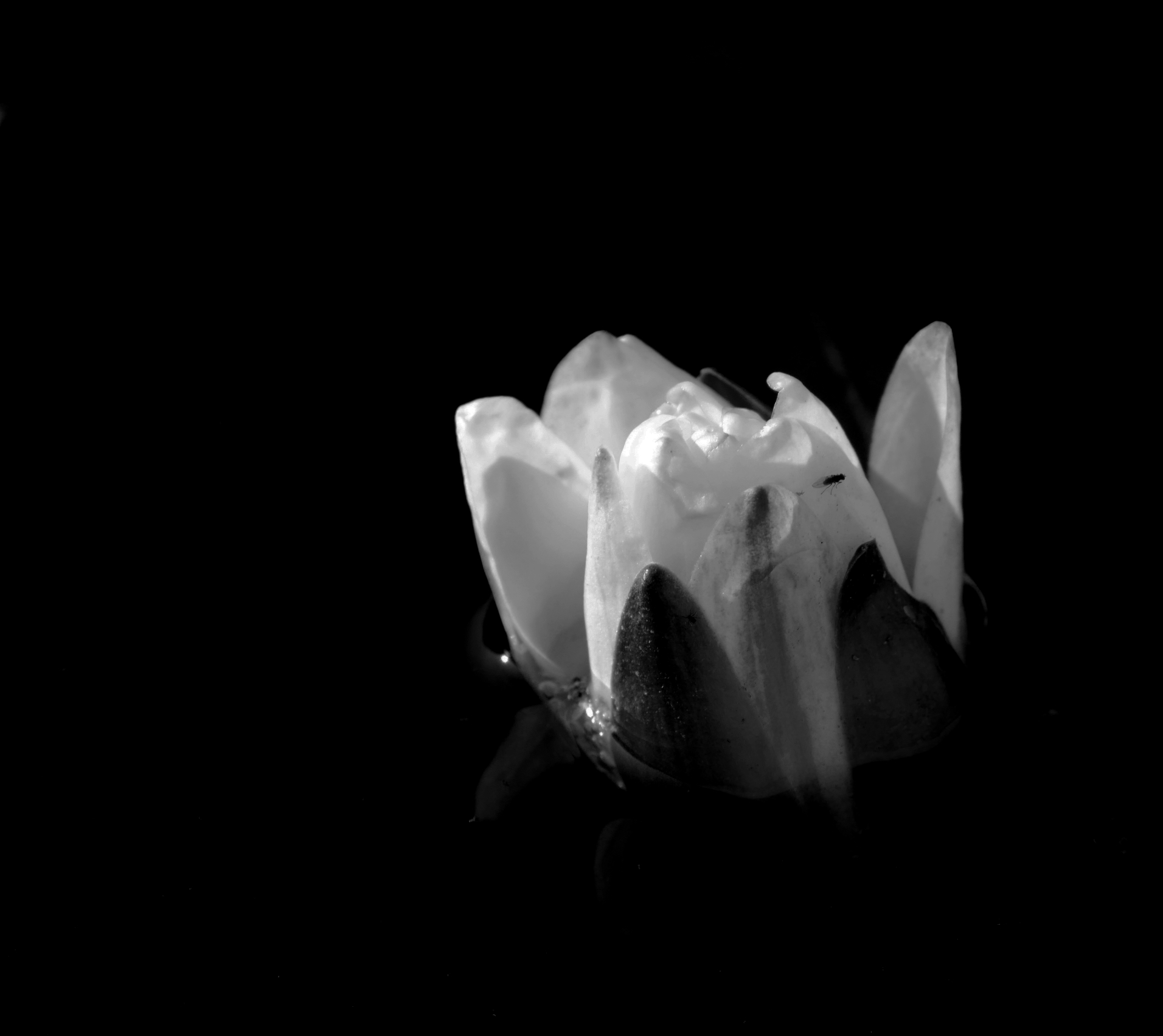 Lily_on_Black__MONO__PS__P1100217.jpg