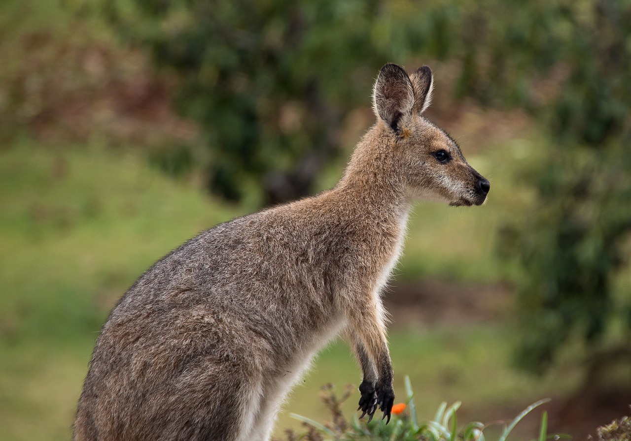 wallaby-.jpg