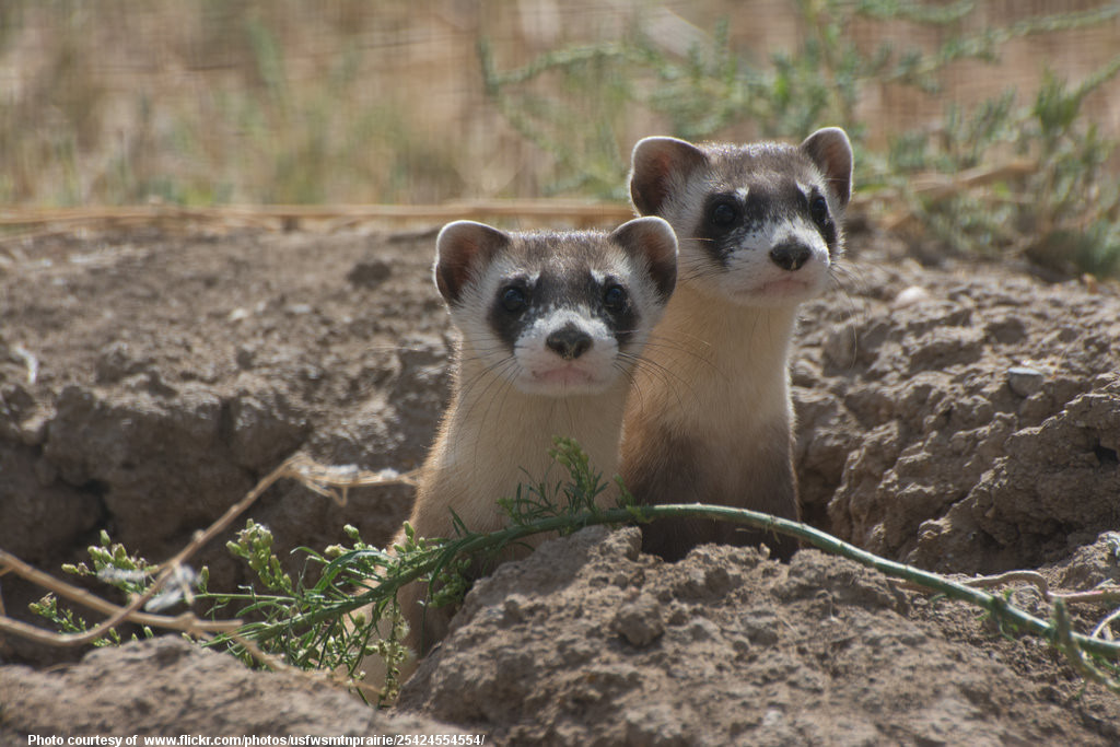 BlackFootedFerrets-001-031818.jpg