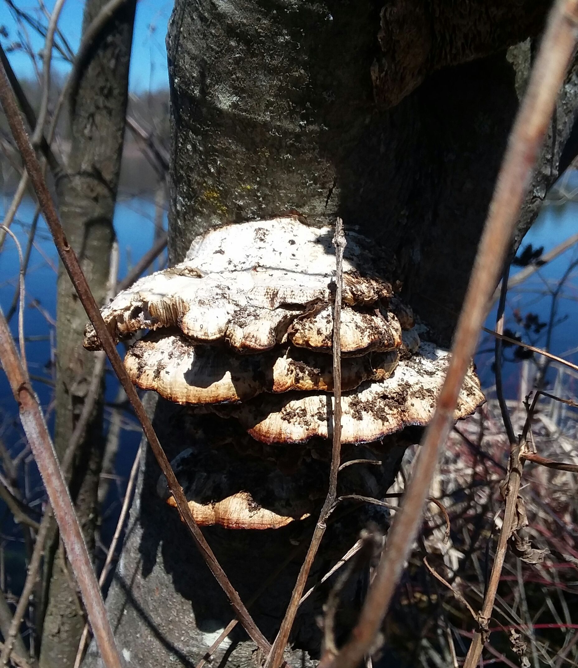 20180427_210327.jpg