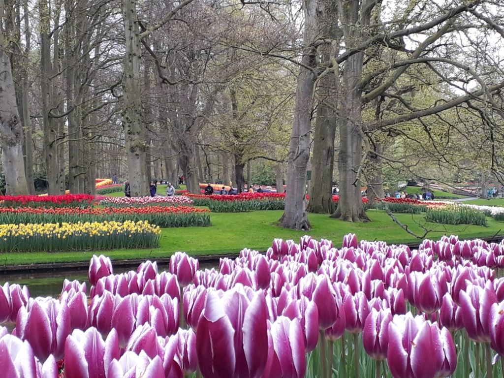 Keukenhof Tulip Garden