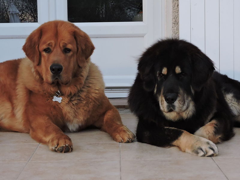 DOGUE_DU_TIBET_TIBETAN_MASTIFF_DO-KHY.JPG