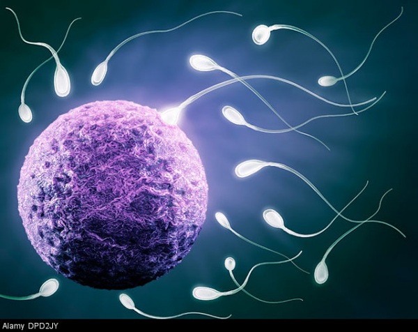 spermatozoo-enzima.600.jpg