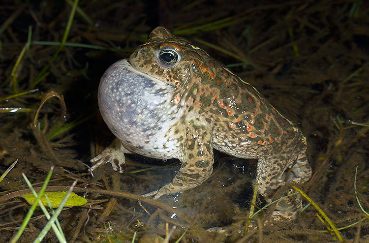 nattherjack toad.jpg