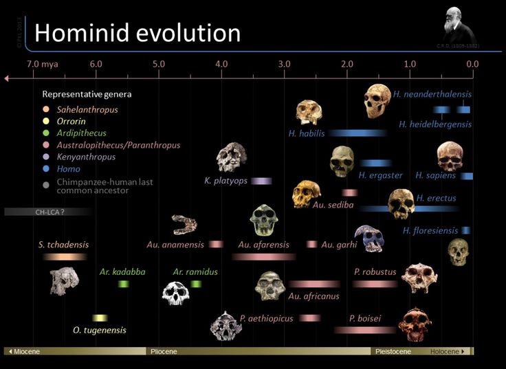 23def1ac09212d21baaead9bc40ce2f3--evolution-science-human-evolution.jpg