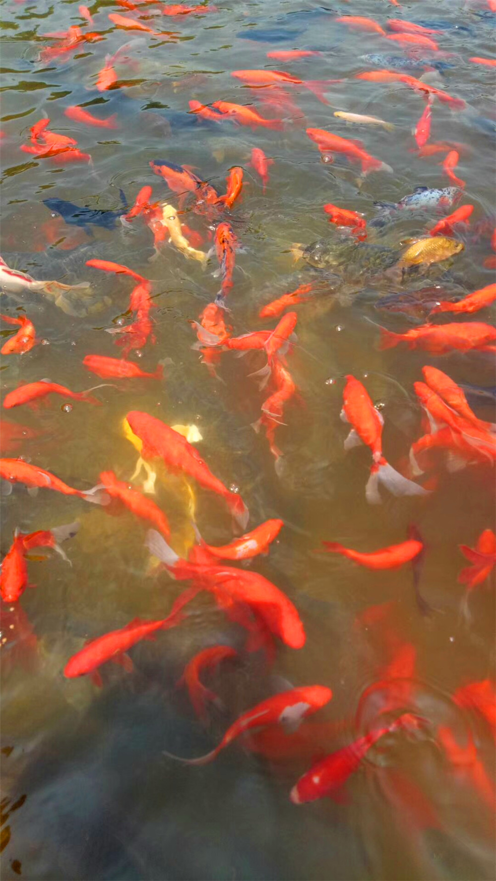 鲤鱼2.jpg