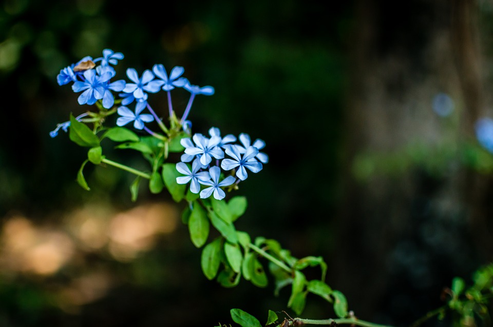 forget-me-not-337993_960_720.jpg