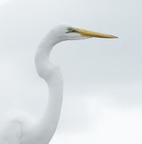 Egret 459X464.jpg