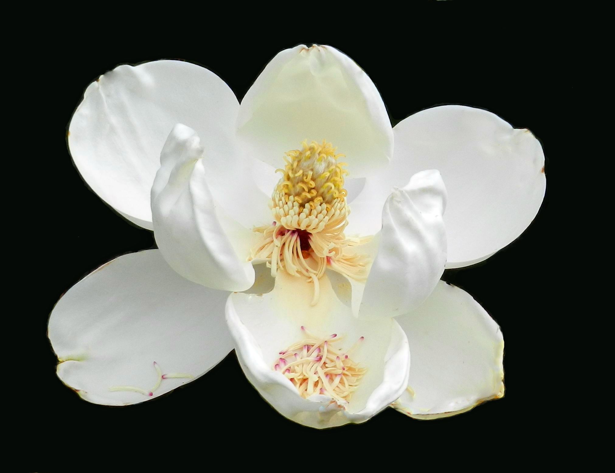 magnolia blossom_edited-2.jpg