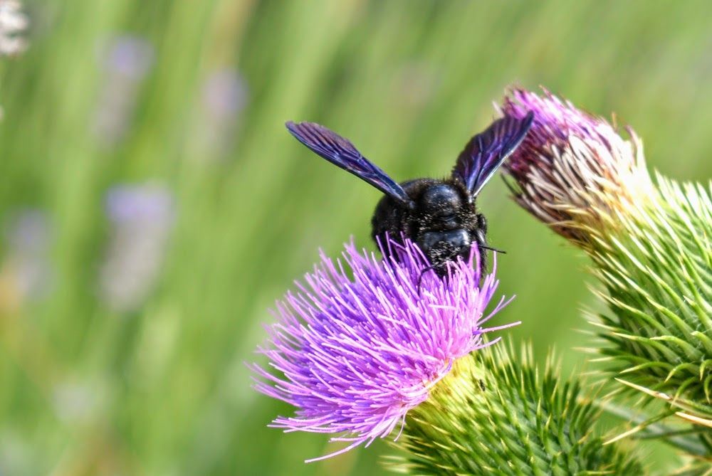macro viijet.JPG