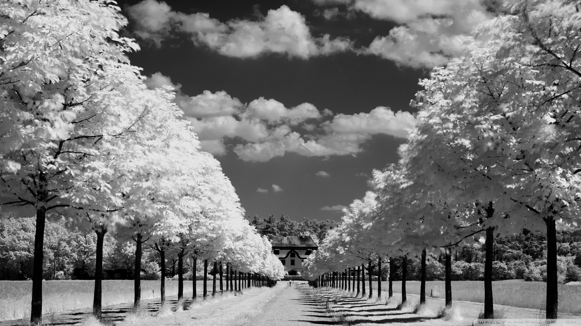 trees-along-the-road-black-and-white-k-hd-desktop-wallpaper-tree-pictur-aspen-pictures-free-birch-willow-uk-christmas-on-canvas-palm-for-sale.jpg