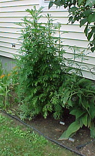 South.end.of.west.herb.garden tansy crop.July.03.jpg