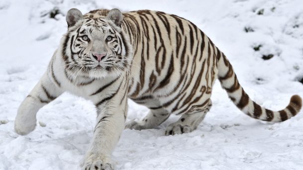 61-A-El-tigre-blanco-vive-en-Asia-1-610x343.jpg