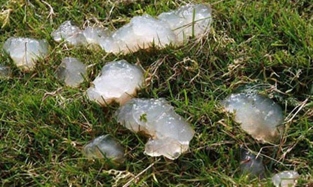 10-star-jelly.jpg