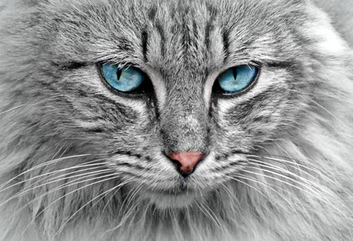 Blue Eyed Cat.jpg