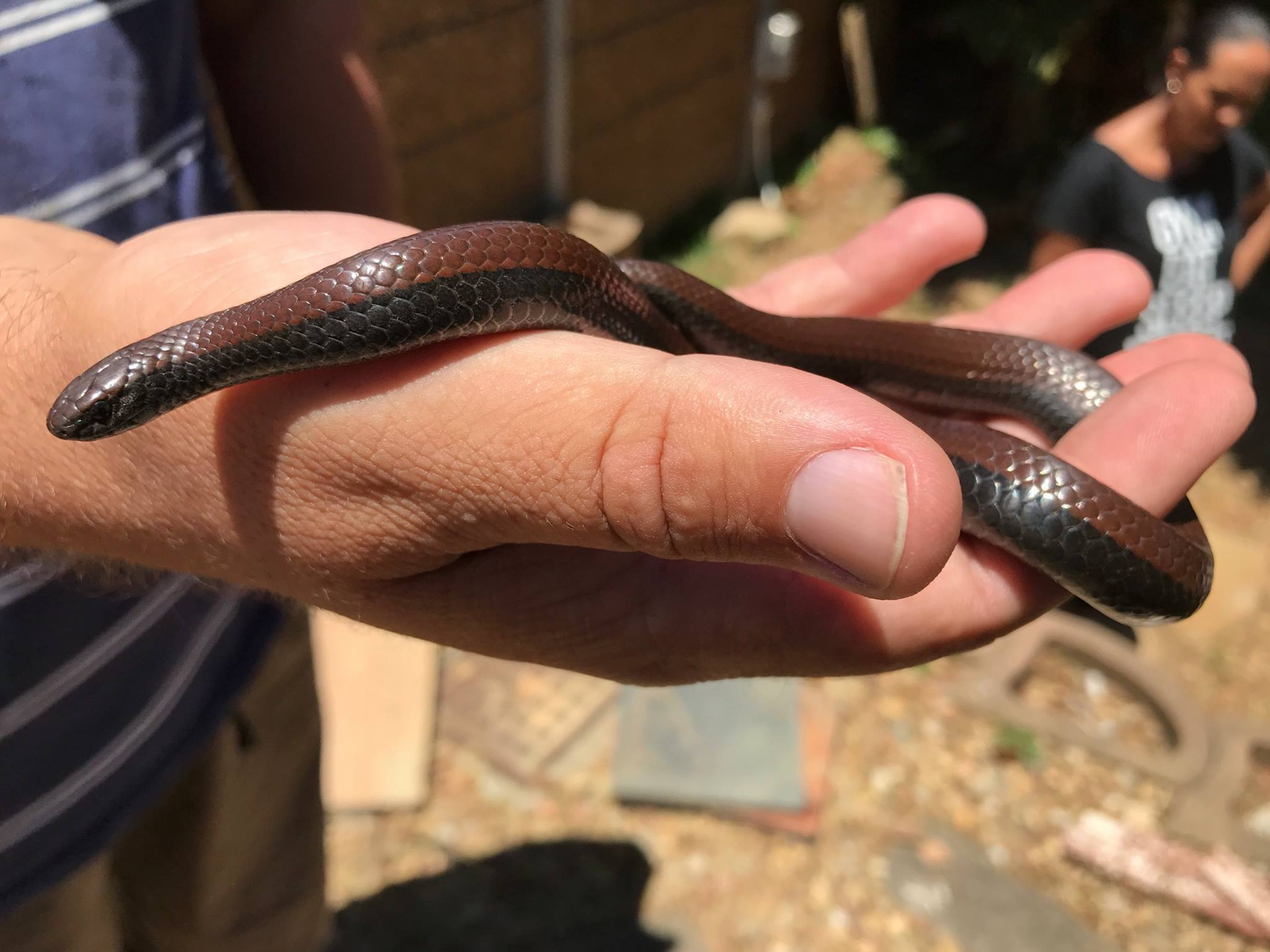 20170114-common-slug-eater-rescued-near-plattekloof-cape-town-western-cape-02.jpg