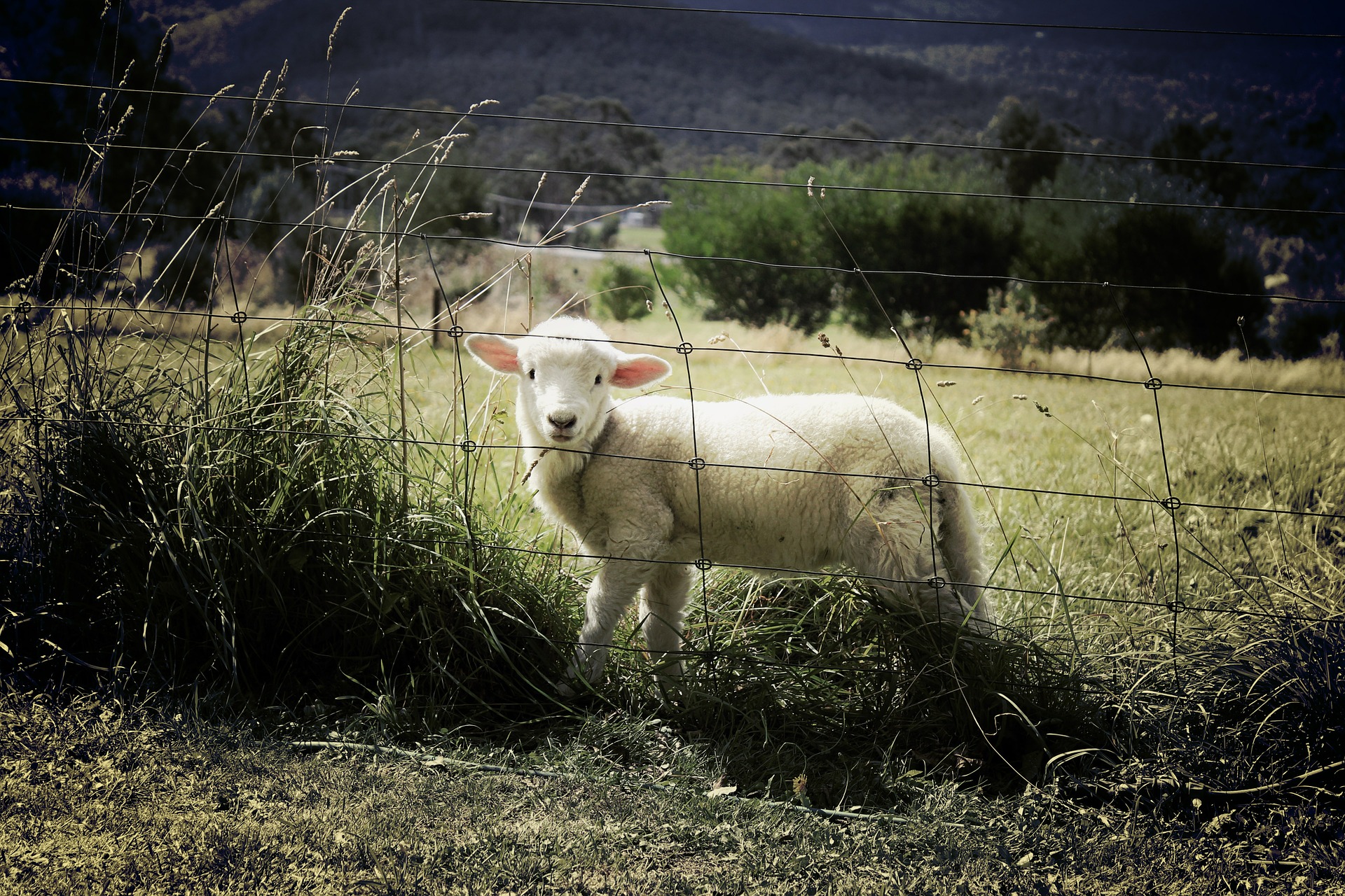 lamb-451982_1920.jpg