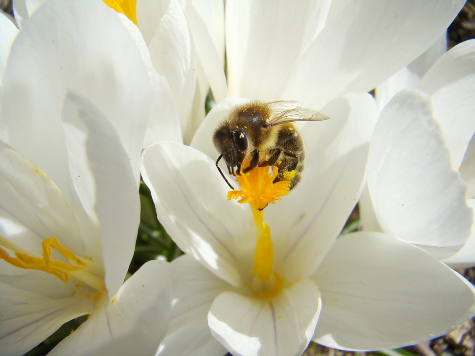 bee-696694_960_720.jpg