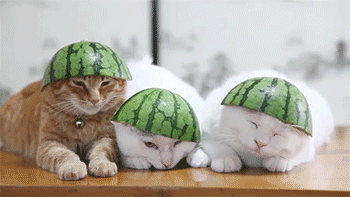 Top funny Cat Gifs of the Day by @aaaahhhh Laugh for life :)
