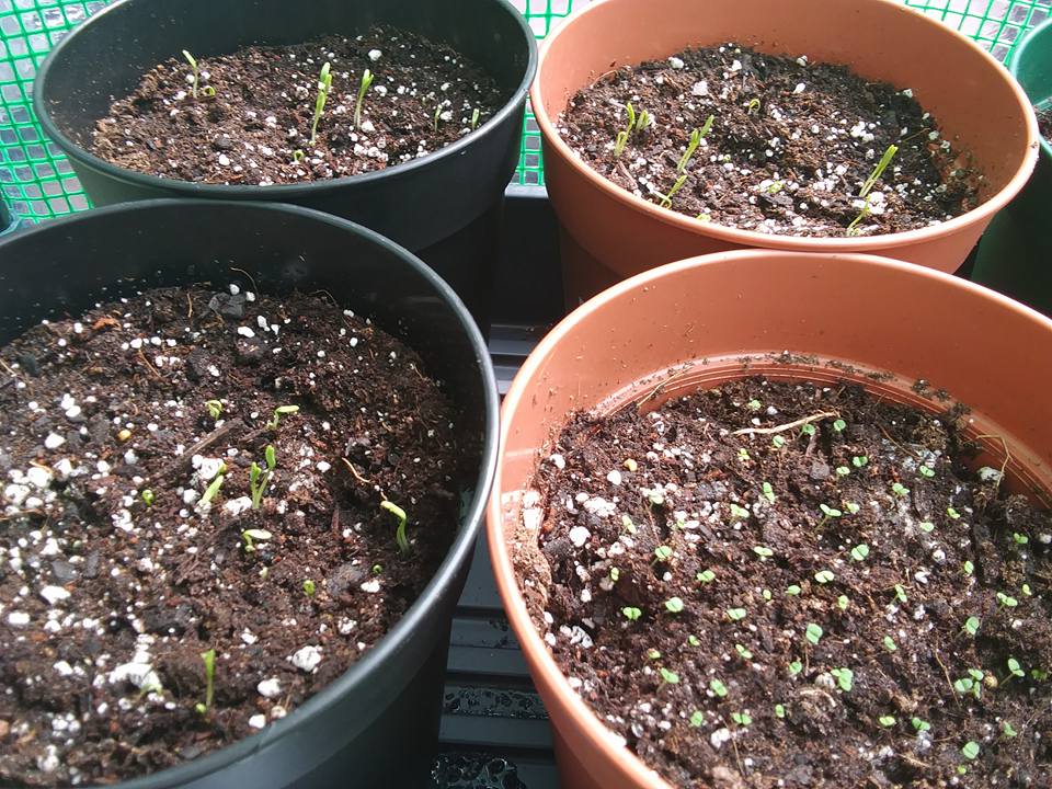 garden sprouts thyme cilantro.jpg