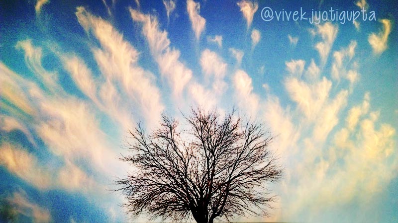 Cloud-Tree-Final.jpg
