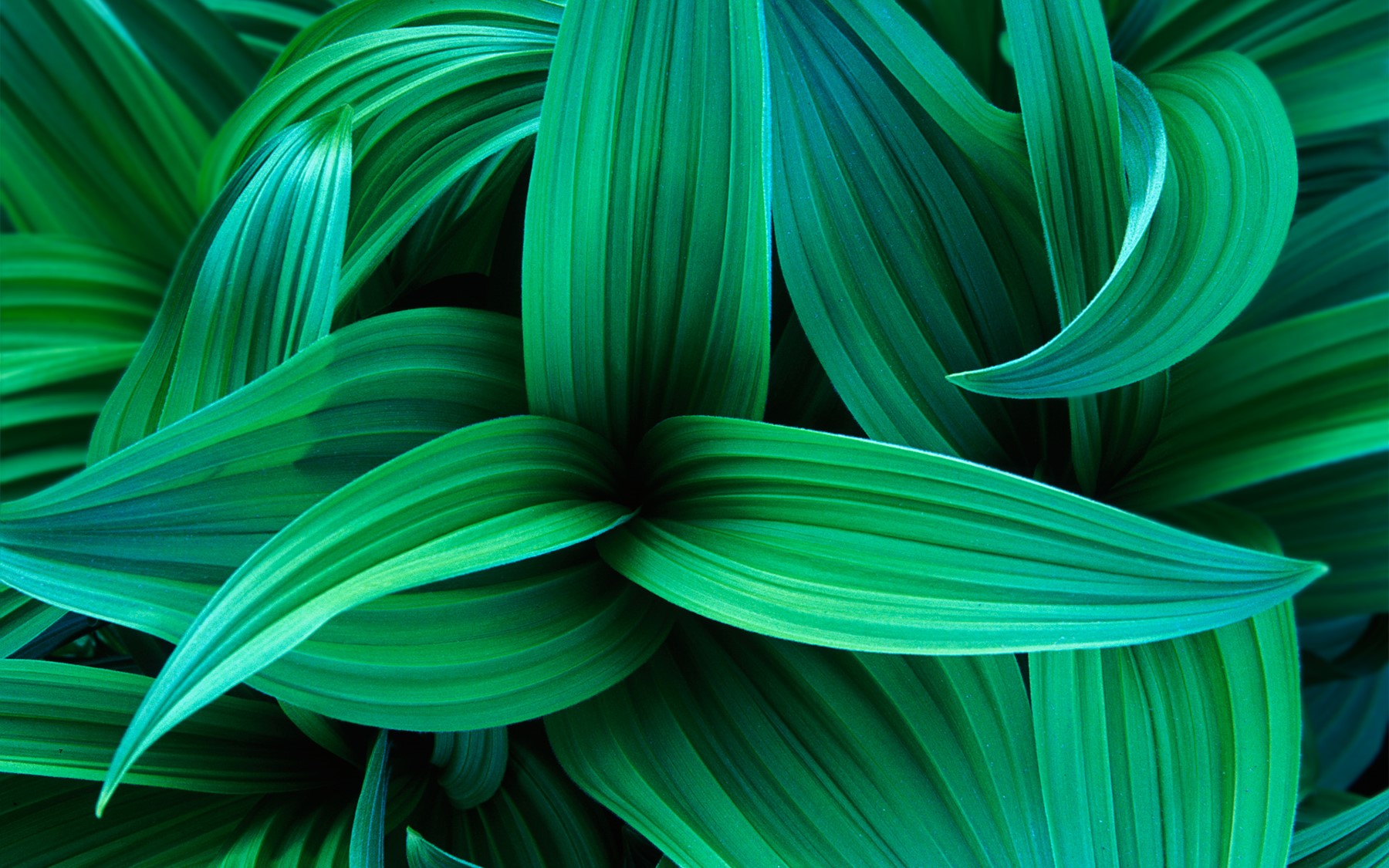 COLORCHALLENGE THURSDAYGREEN.jpg