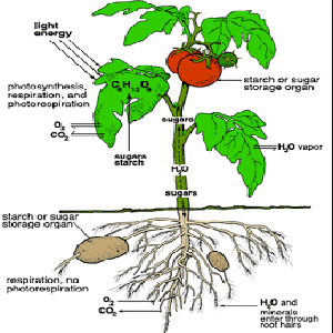 How Is The Respiratory System In Plants Steemkr