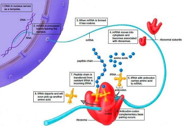 process-of-protein-synthesis.jpg