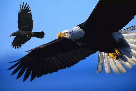 wpid-eagle-and-crow.jpg