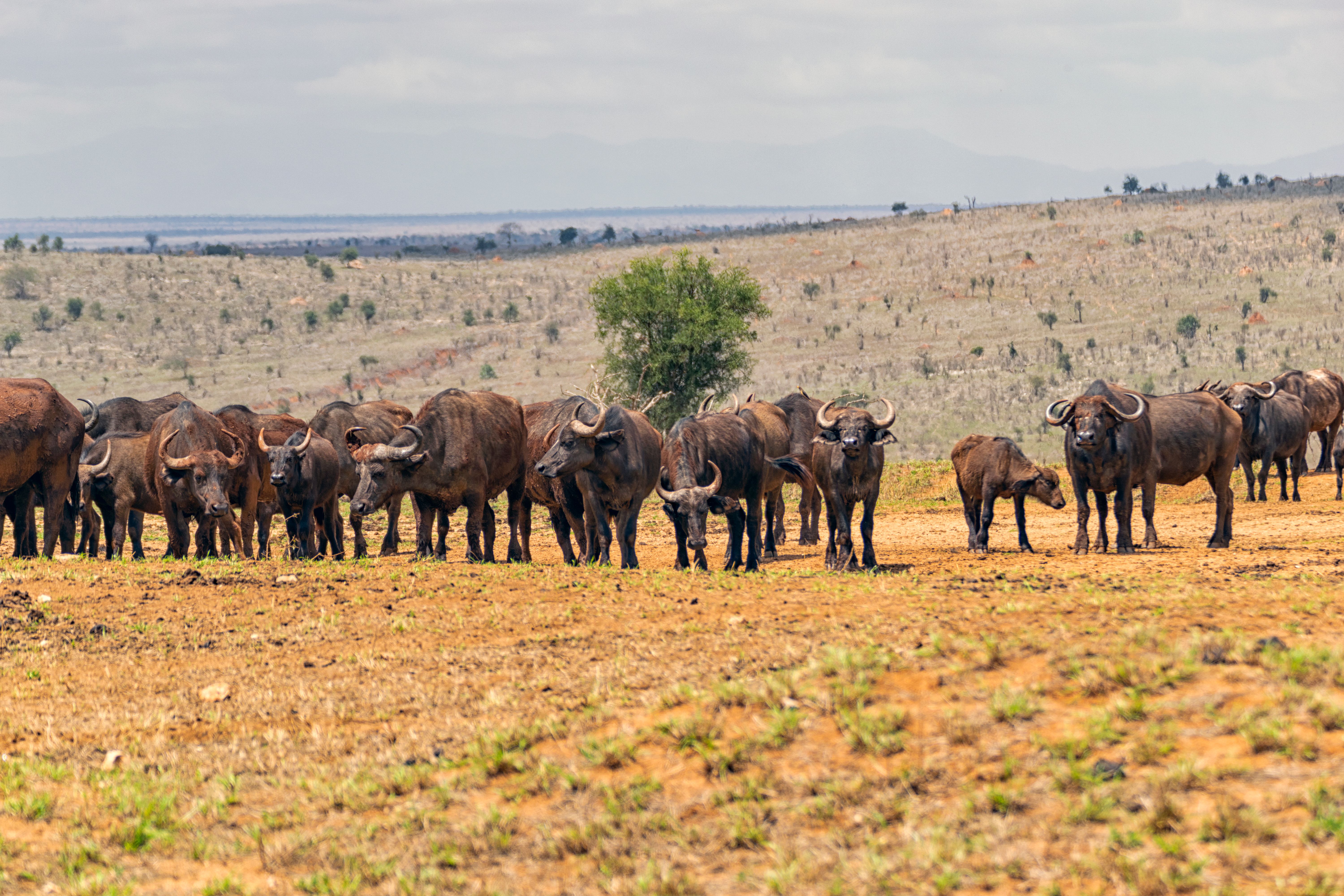 Herd of African Buffalo.jpg