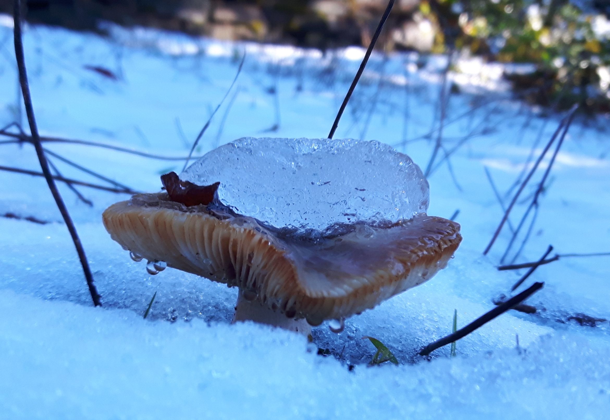 Mushroom in the snow.jpg