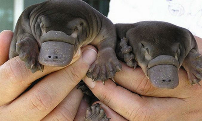 baby platypus.JPG