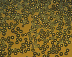 Polymethyl Methacrylate (PMMA) Microspheres.jpg