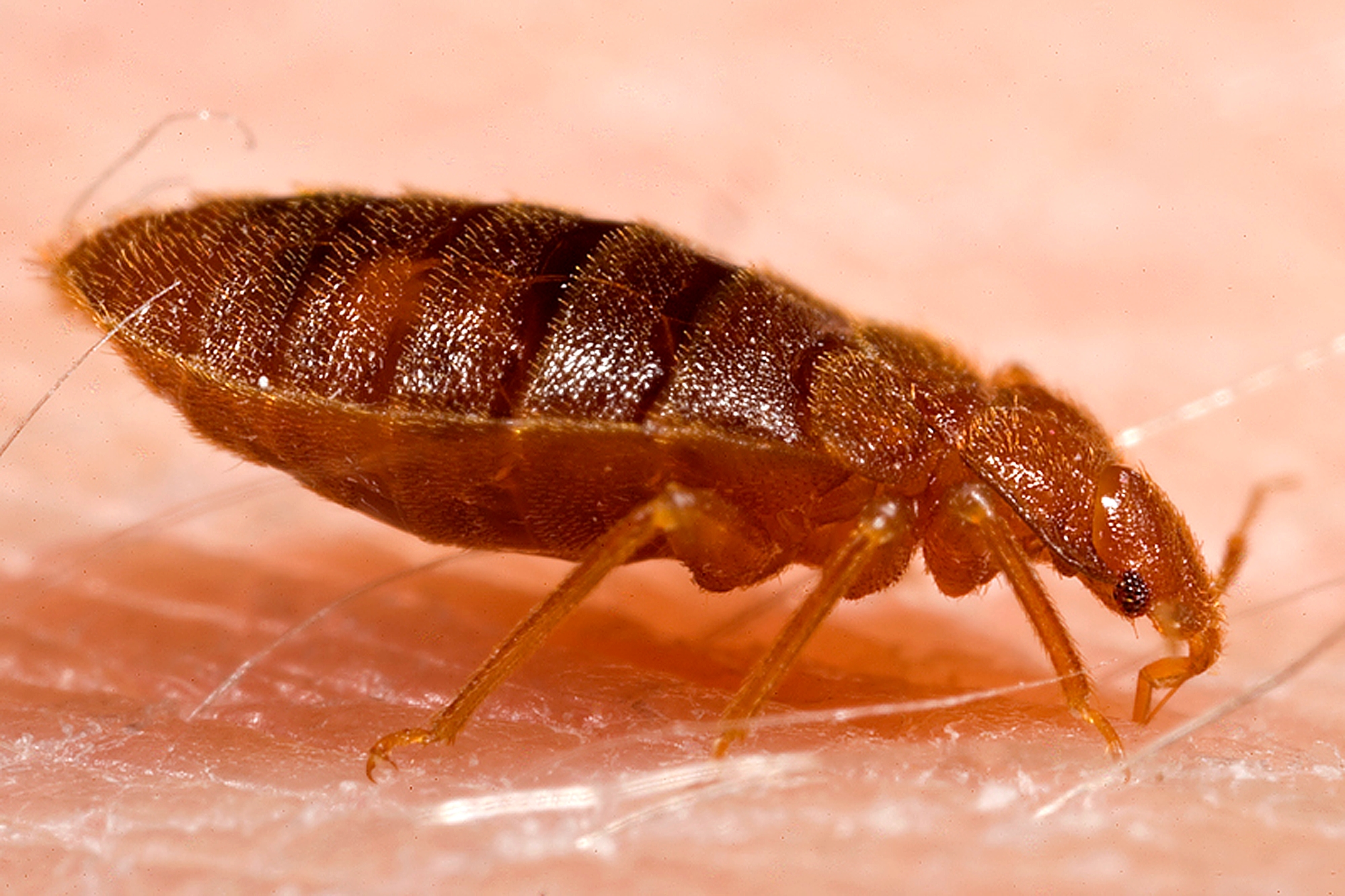 Adult_bed_bug,_Cimex_lectularius.jpg