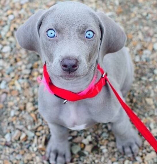 Blue eyed puppy.jpg