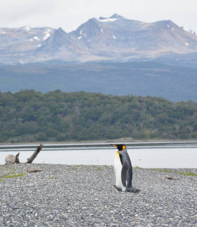 king_penguin_isla_martillo-768x887.jpg