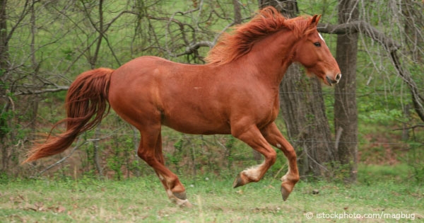 horse-2.jpg