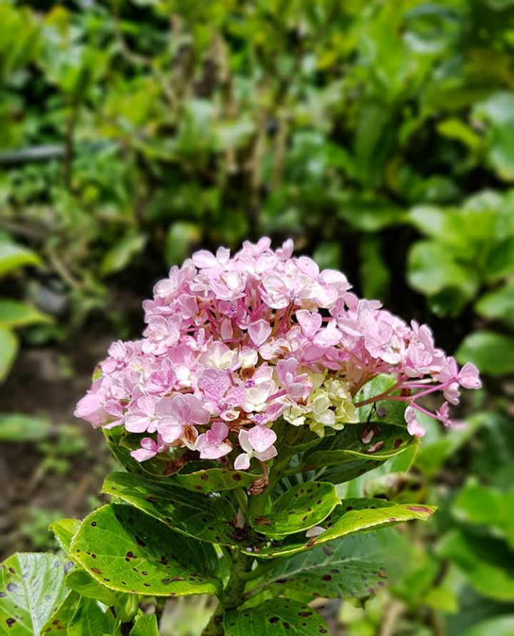 IMG_20180305_233631.png