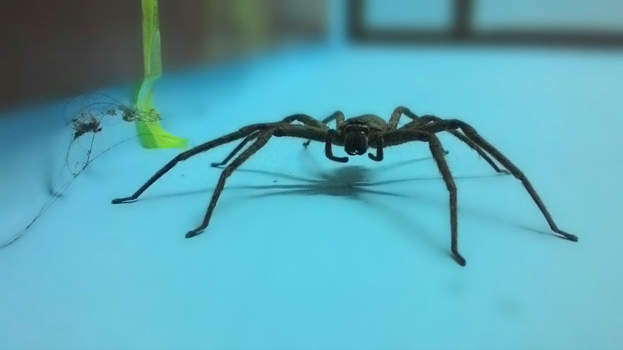 spider 1.jpg