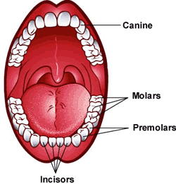 TeethMouth-enIL.gif