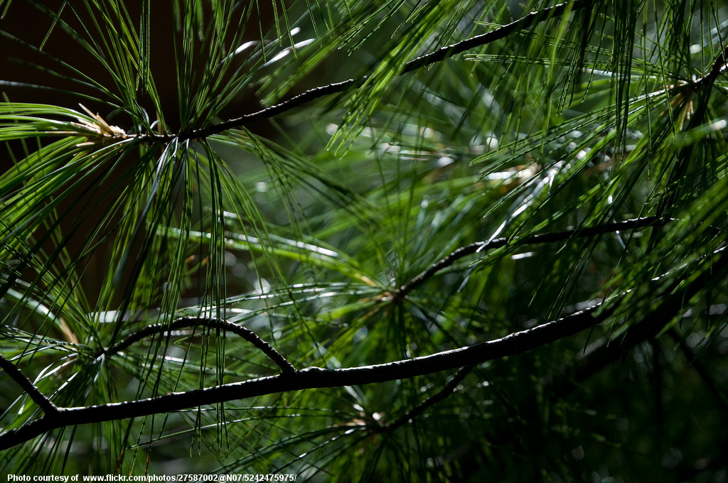 Ponderosa Pine Branches Close-up-002-111716.jpg