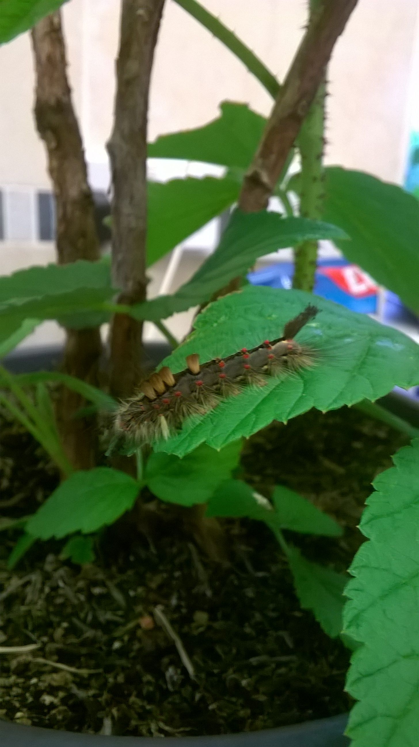 WP_20150804_004.jpg