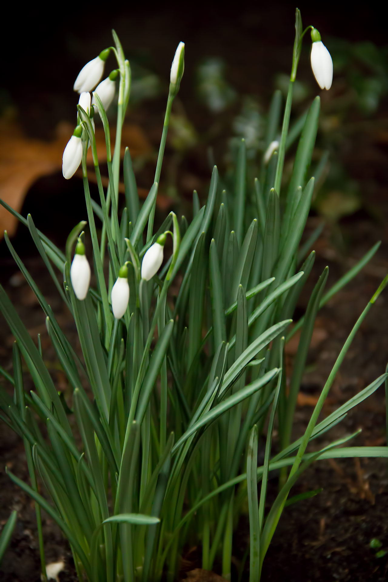 Snowdrops.jpg