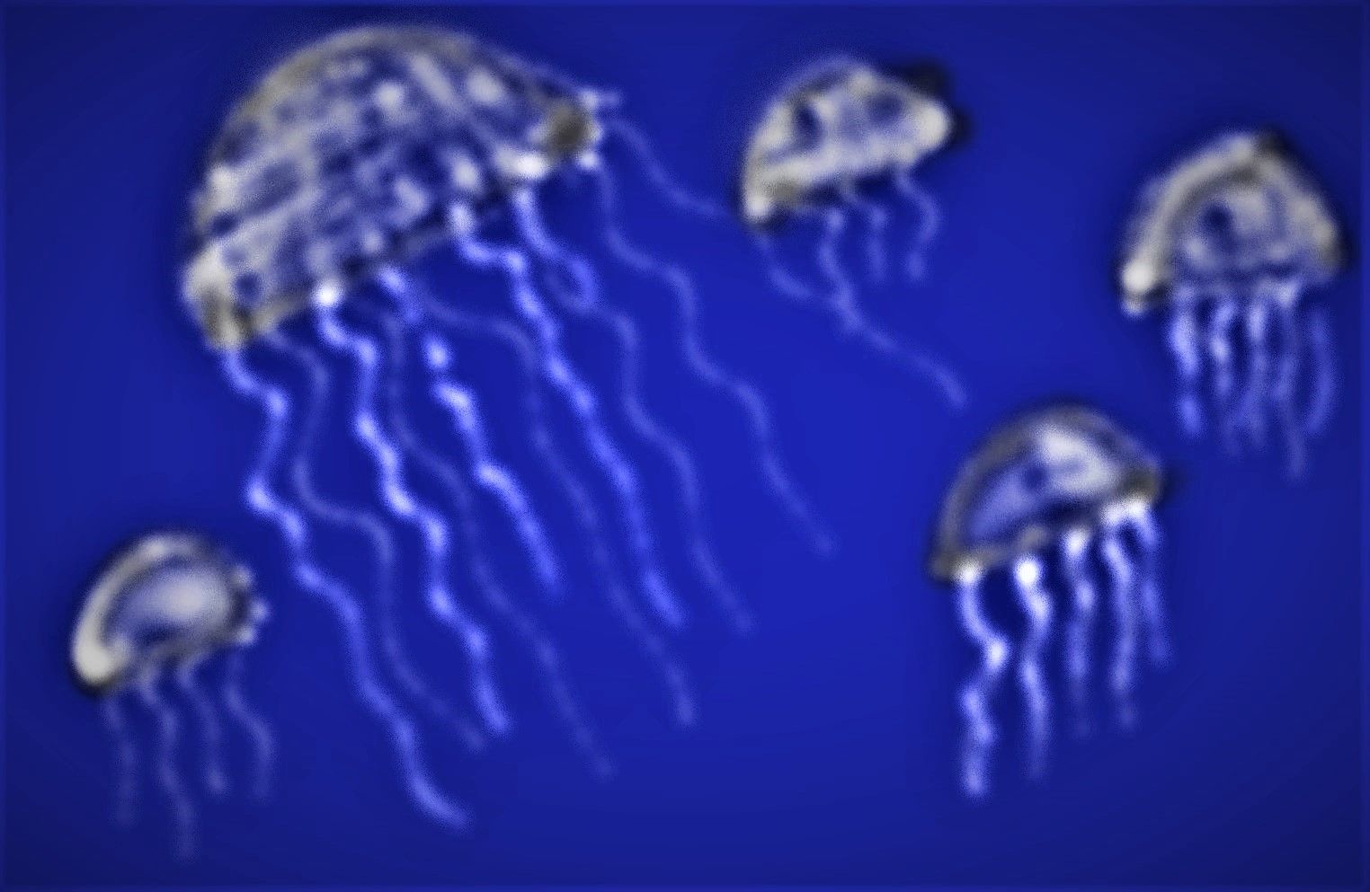 jellyfish_Dcen.jpg