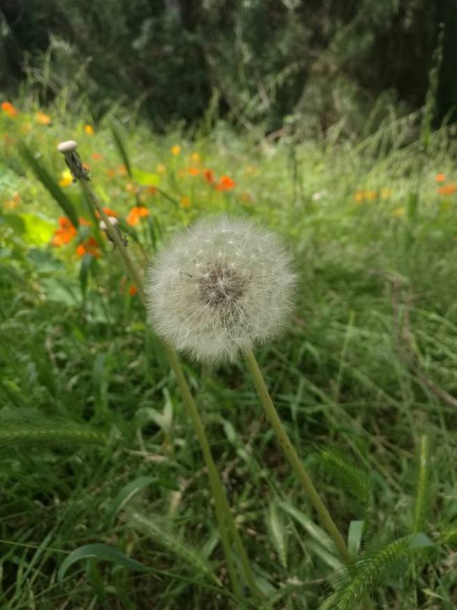 dandelion4.jpg