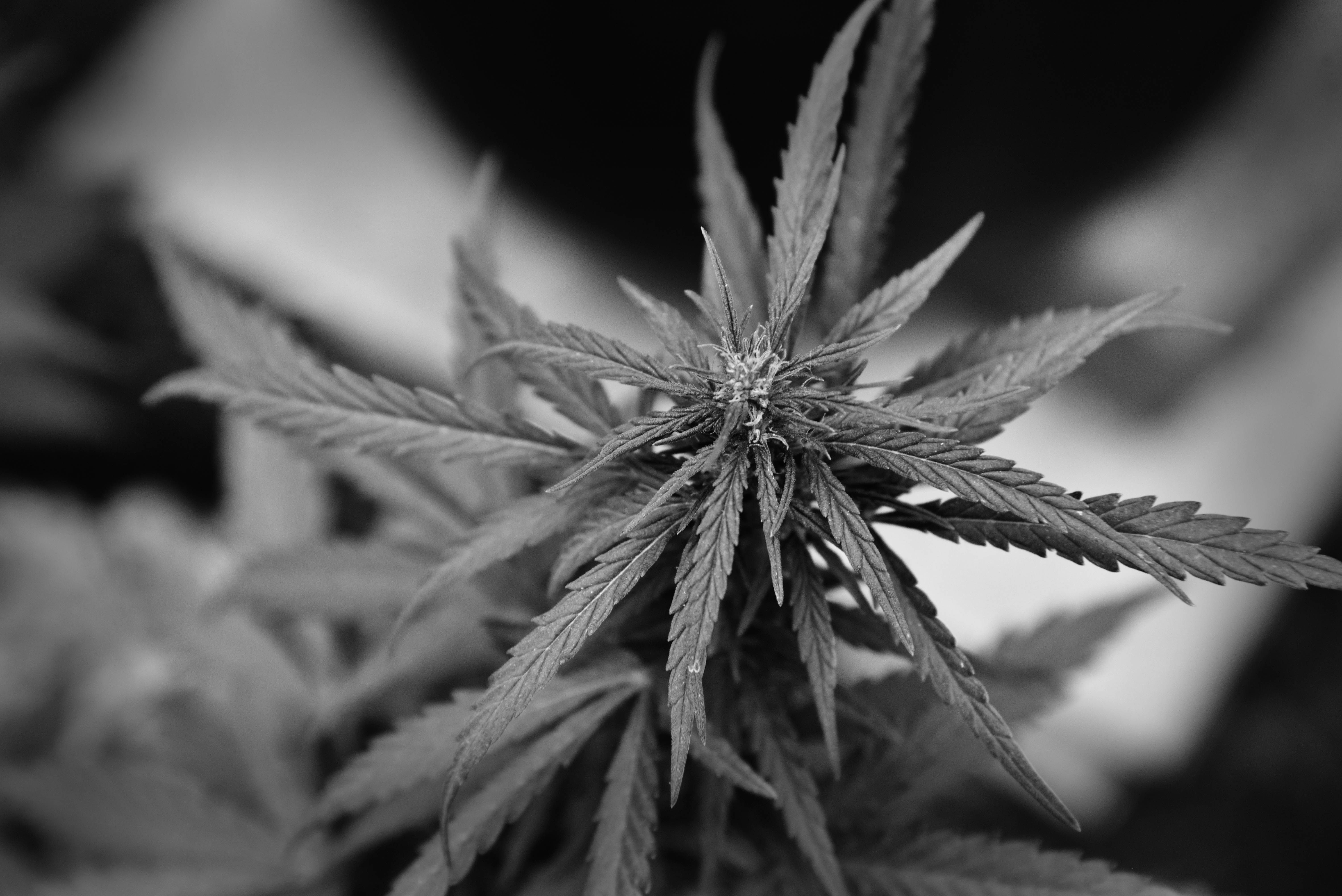 sevendaybnwchallenge photohunter day4 cannabis marijuana weed hemp sativa pot.jpg