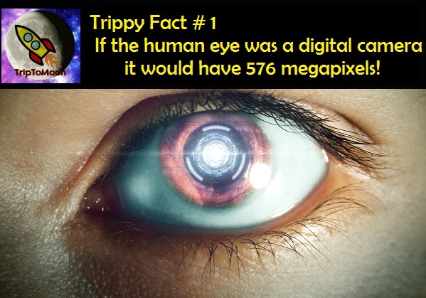 tf1.jpg