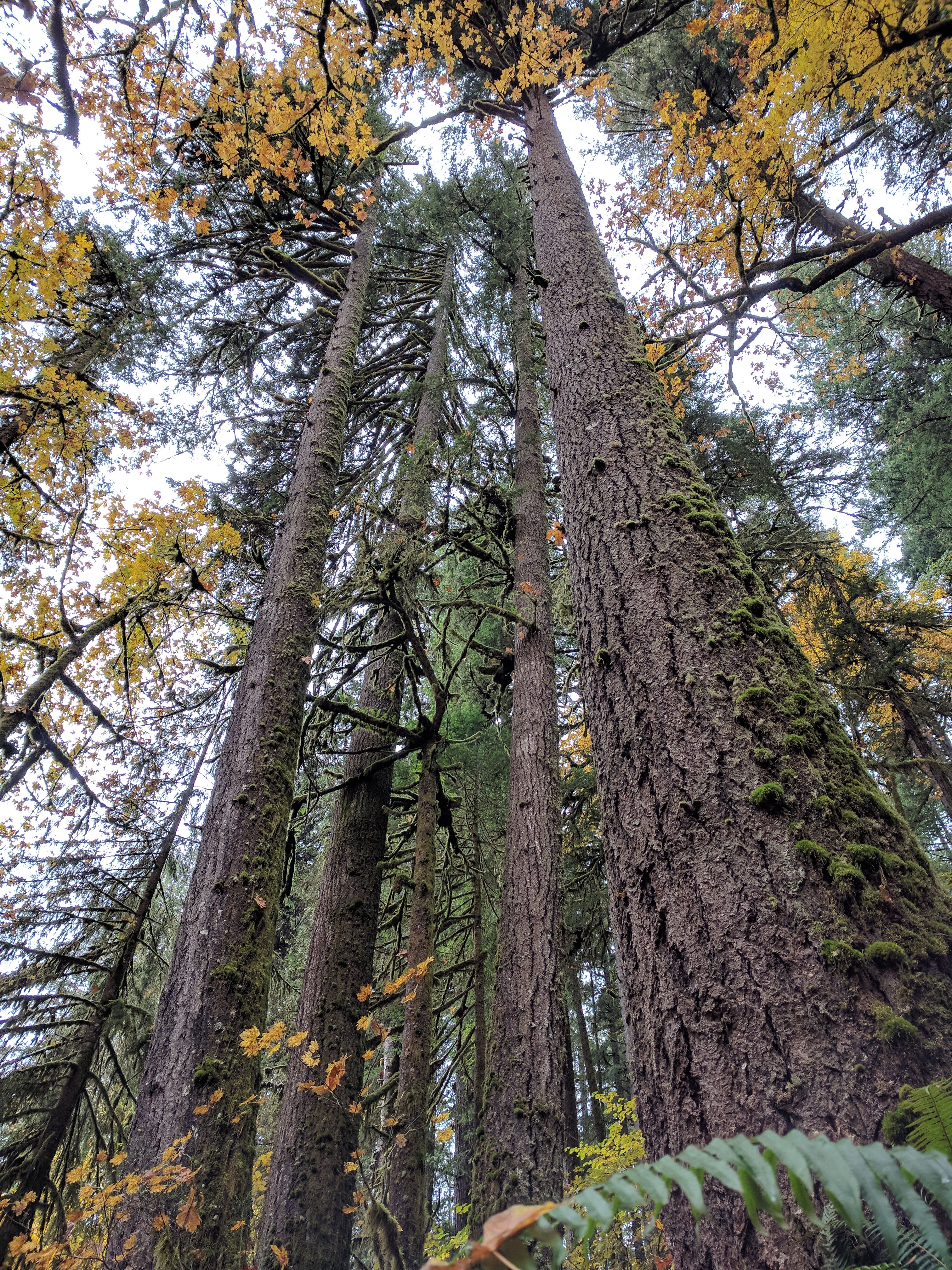 Silver Falls State Park 3.jpg