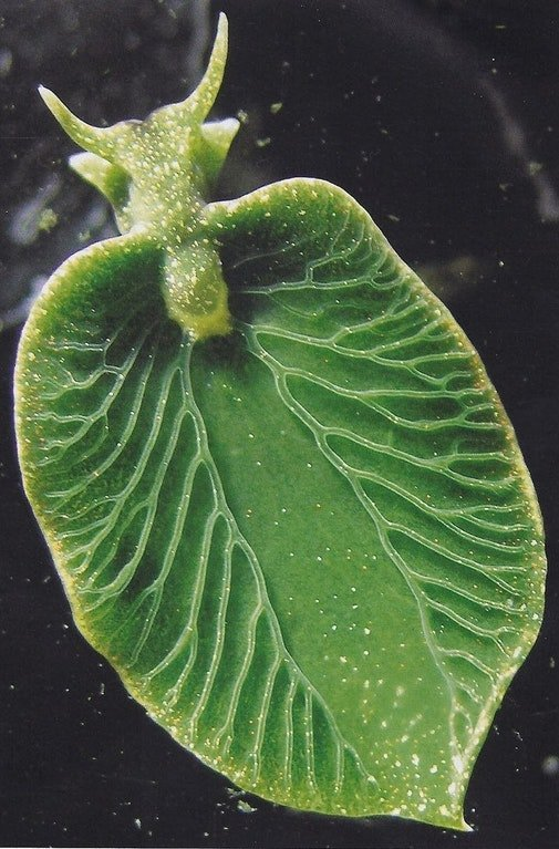 Elysia chlorotica, a sea slug that can photosynthesize.png