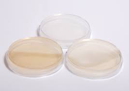 Agar-Agar.jpg